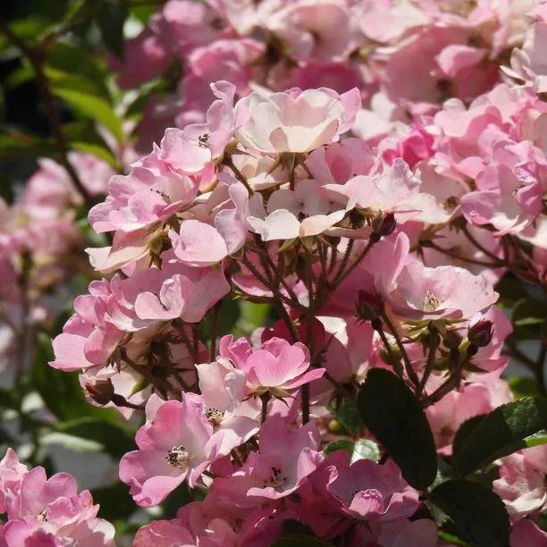 Ballerina Shrub Rose Flowers