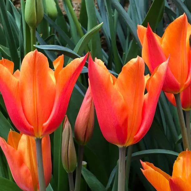 Ballerina Tulip Flowers