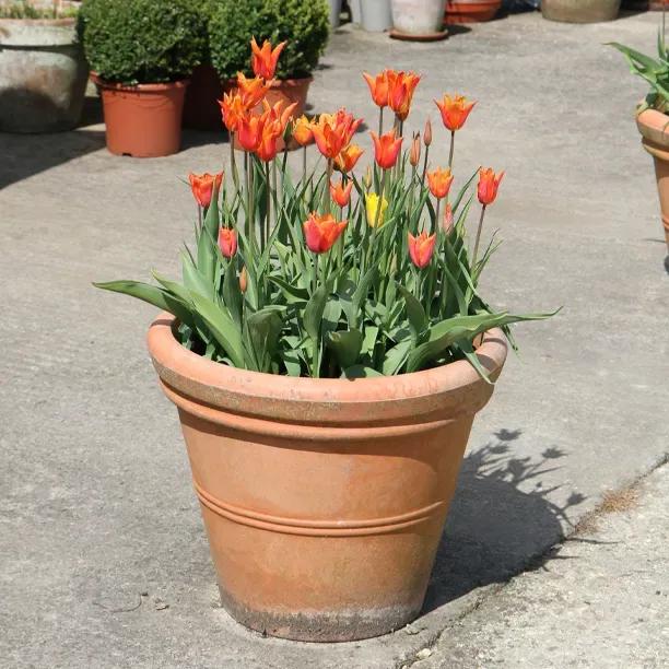 Ballerina Tulip Flowers - Grown in a Clay Pot