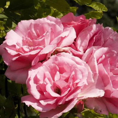 Bantry Bay Climbing Rose Flowers