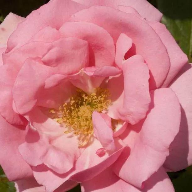 Bantry Bay Climbing Rose Flowers
