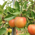 Bardsey Island Apple Trees