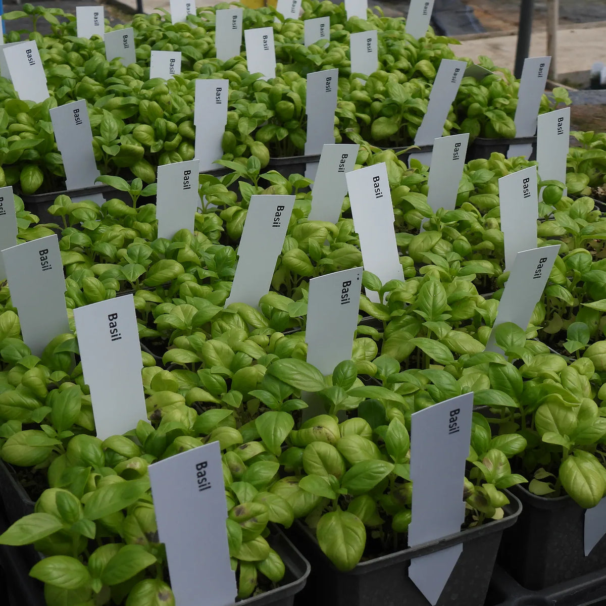 Basil plants in pots with labels in a greenhouse setting