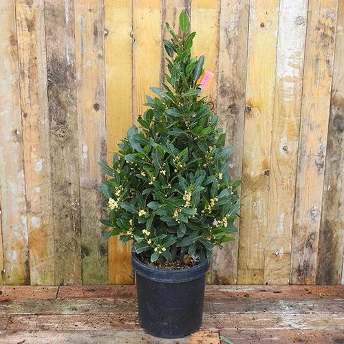 Bay Laurel Tree Pyramid, 100cm Tall