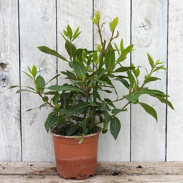 Bay Leaf Plant 1 Litre Pot