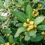 Bay Leaves & flowers
