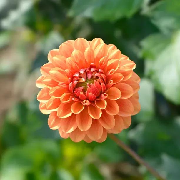 Beatrice Dahlia Flowers