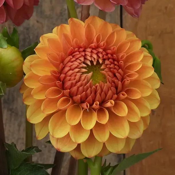 Beatrice Dahlia Flower Head