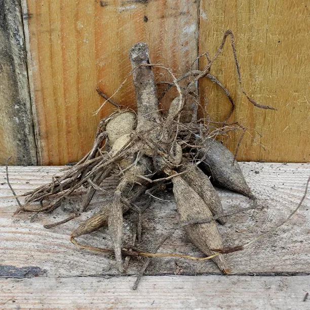 Beatrice Dahlia Tuber