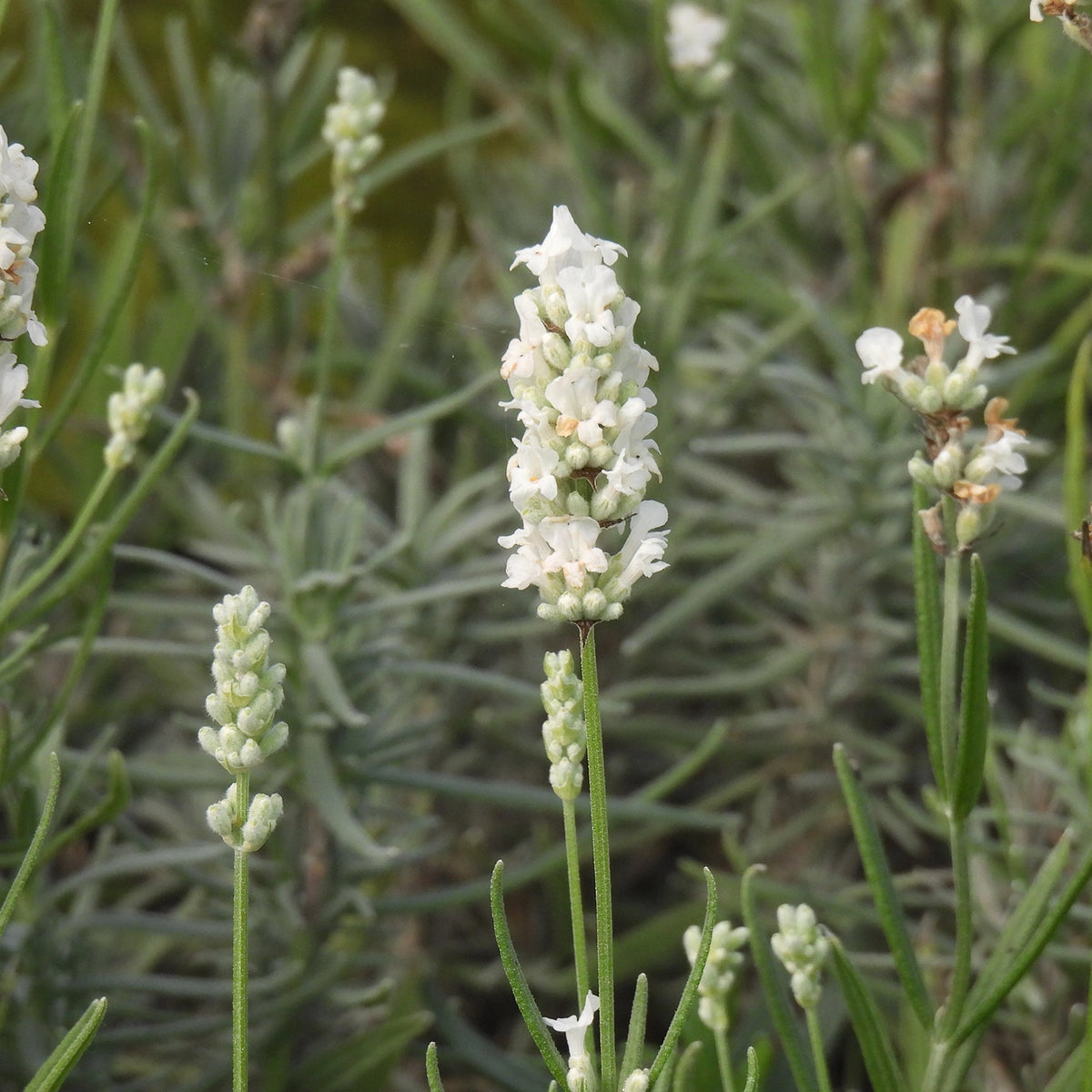 Beezee white lavender flowers in Autumn