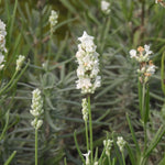 Beezee white lavender flowers in Autumn