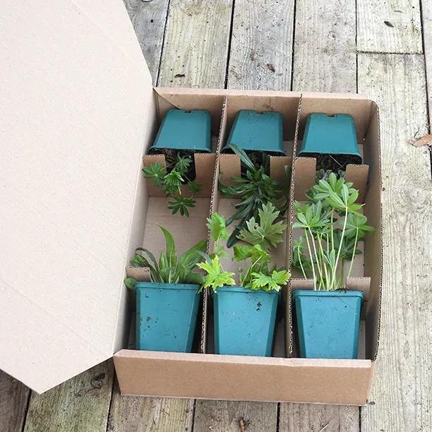 Bees & Butterflies Herbaceous Collection in 9cm Pot Packaged