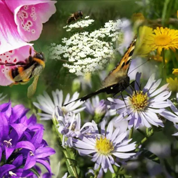 Bees & Butterflies Collection Flowers