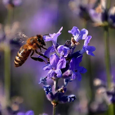 Beezee Dark Blue Lavender Flowers
