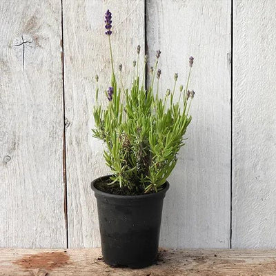 Beezee Dark Blue Lavender Plant in 9cm pot (P9)