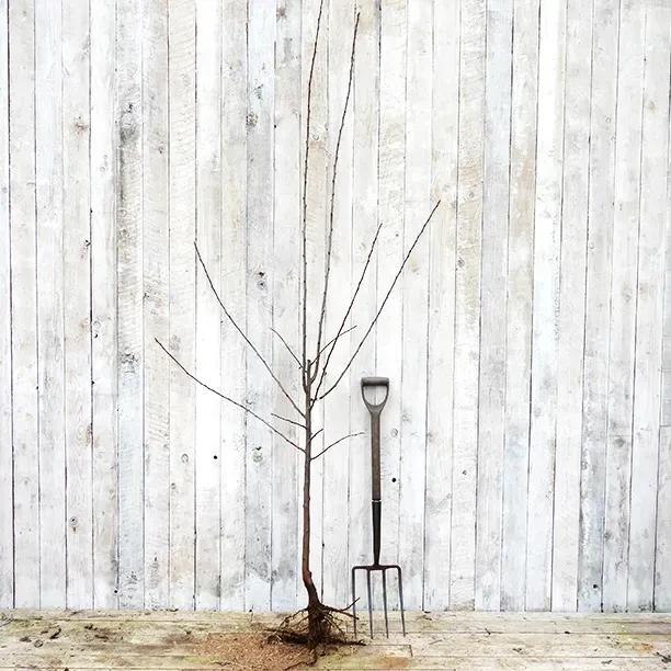 Bareroot Belle de Louvain Plum Half Standard Tree