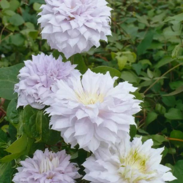 Belle of Woking Clematis Flowers