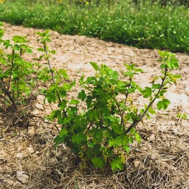 Ben Connan Blackcurrant Bushes