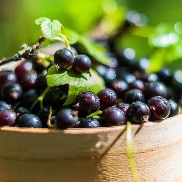 Ripe Ben Connan Blackcurrants