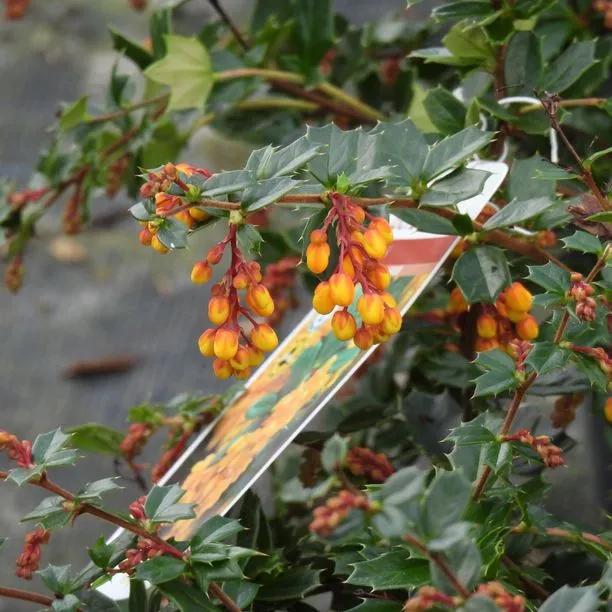 Darwin's Barberry Hedge Plants in Flower