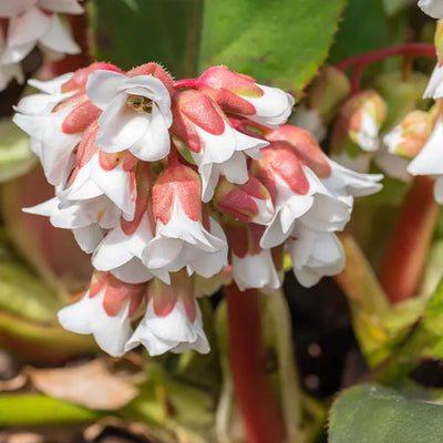 Close up of Bergenia Fire and Ice Flower