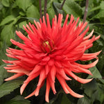 Dahlia Bergers Record scarlet semi-cactus flowers for summer cutting