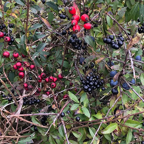 Native Conservation Hedge Collection
