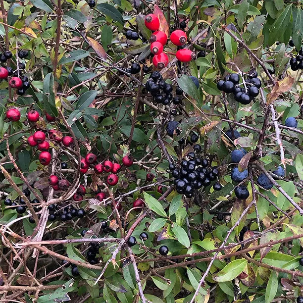 Native Conservation Hedge Collection
