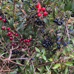 Native Conservation Hedge Collection