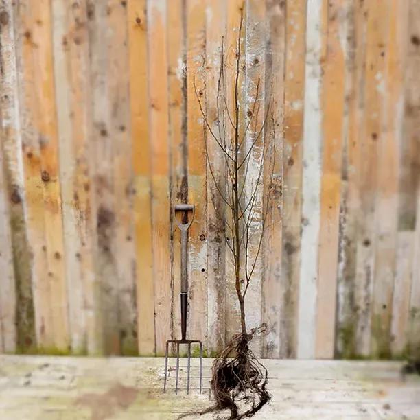 Bareroot Silver Birch tree, 100-125cm tall