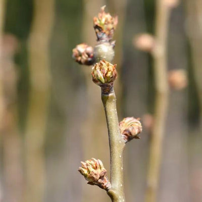 Beurre Hardy Pear Tree Flower Buds