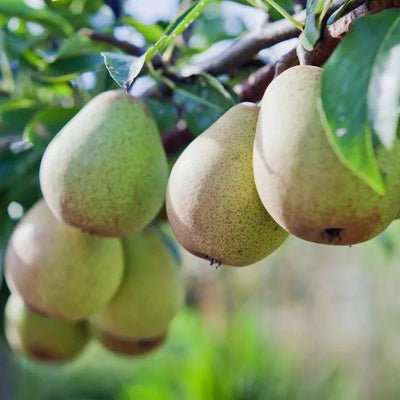 Beurre Hardy Pears on the tree