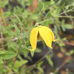 Bill Mackenzie Clematis Flowers