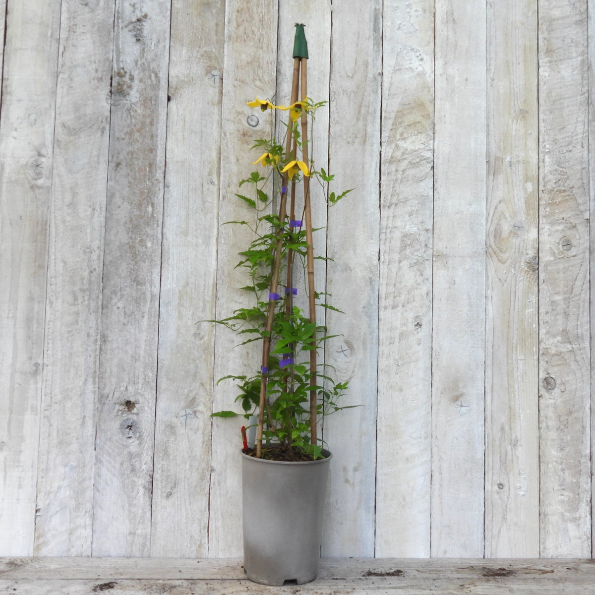 A potted clematis plant with green leaves and yellow flowers, supported by a wooden trellis, set against a light gray wooden plank wall.