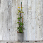 A potted clematis plant with green leaves and yellow flowers, supported by a wooden trellis, set against a light gray wooden plank wall.