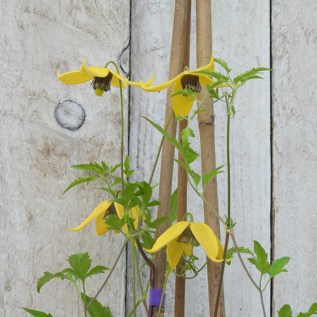 Yellow clematis flowers with green leaves growing along a rustic white wooden fence, supported by bamboo stakes.