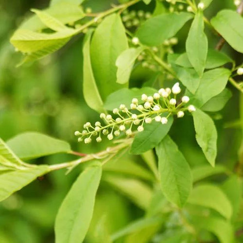 Bird Cherry Leaves and Flower buds