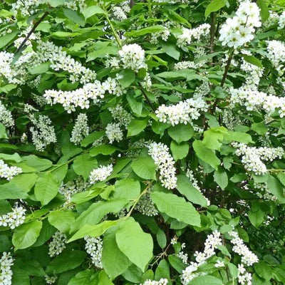 Bird Cherry Leaves and Flowers