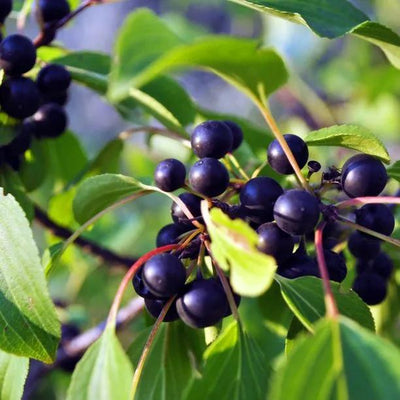Bird Cherry Tree Fruit