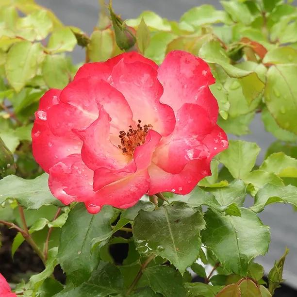 Birthday Girl Floribunda Rose Flowers