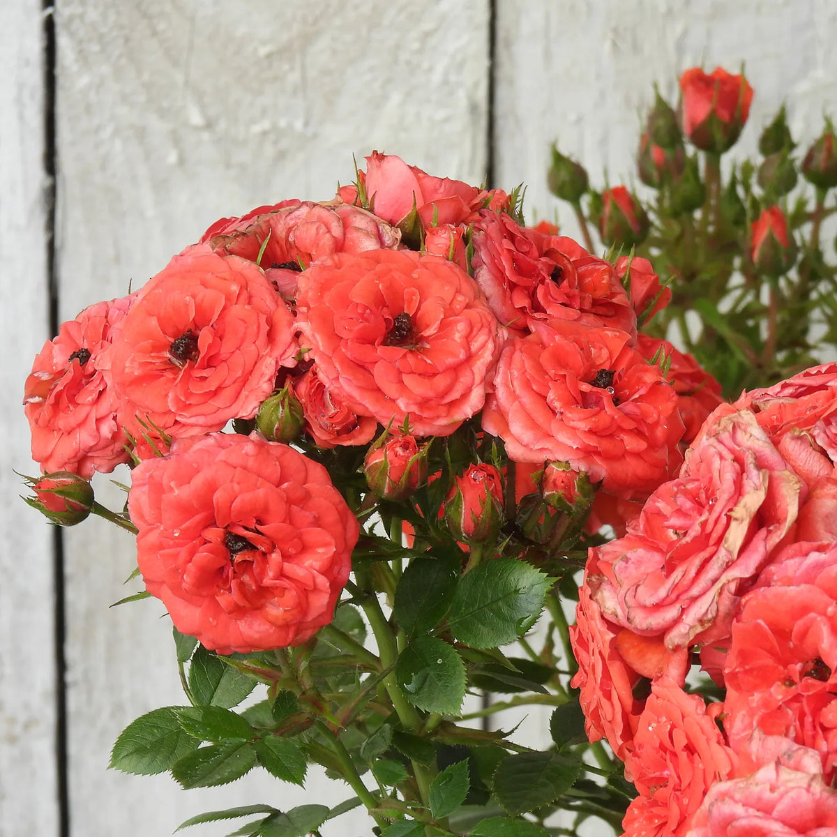 Bouquet of coral pink roses with green leaves against a wooden background