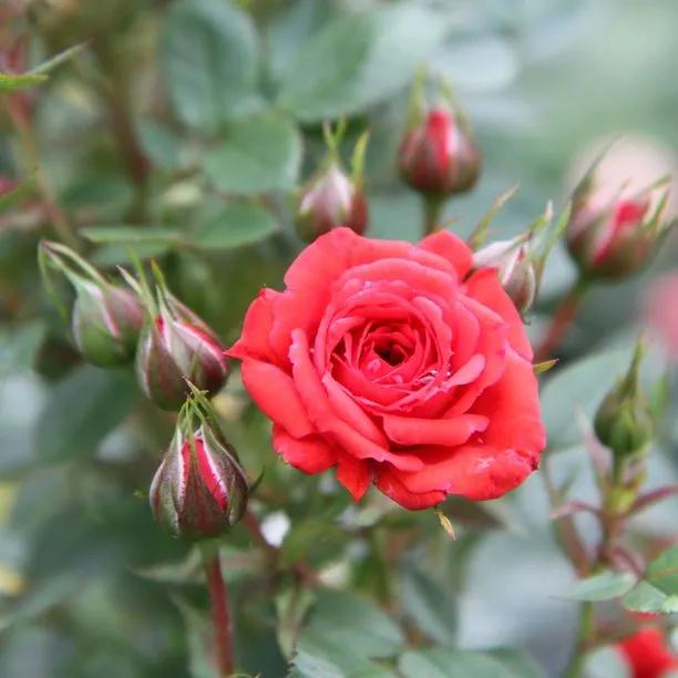 Birthday Wishes Patio Rose Flowers