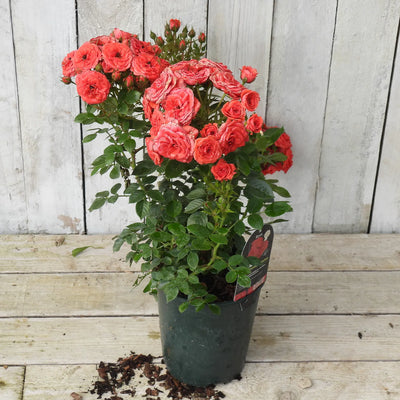Potted rose gift with red flowers on a wooden surface and light wooden panel background