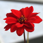 Close up of red dahlia flower