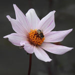 Bishop of Leicester Dahlia Flowers