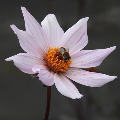 Bishop of Leicester Dahlia Flowers