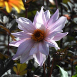 A single pale pink dahlia flower with a yellow-orange center, photographed outdoors against dark foliage.