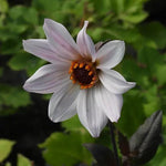 Bishop of Leicester Dahlia Flowers