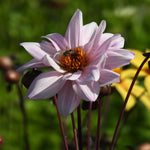 Close up of Bishop of Leicester Dahlia Flower with bee