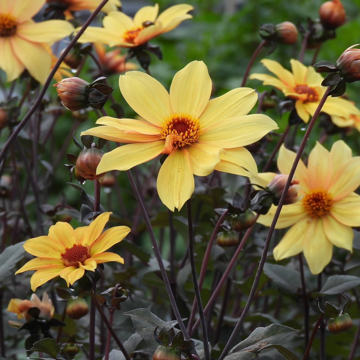 Bishop of York Dahlias flowering in September